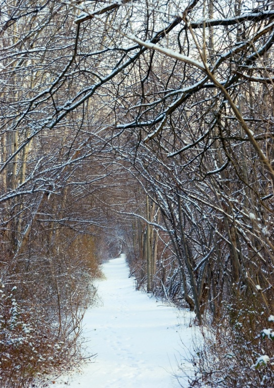 Winter Path